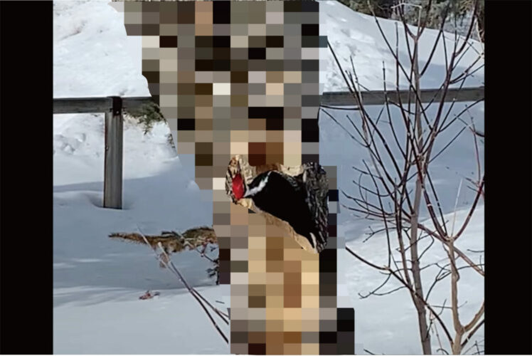 木の幹をくちばしで突くキツツキ。いったいどれだけの時間突いていたのか、木がスゴく大変なことに！！【海外・動画】