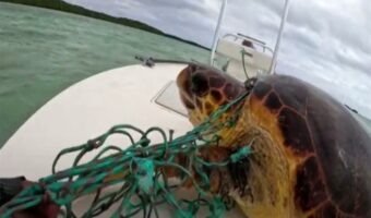 大変！カメが漁網に絡まってる！！さっそく発見者さんたちはこのカメの救助活動に取り掛かります【海外・動画】