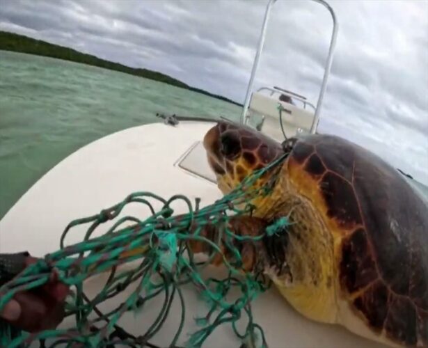 大変！カメが漁網に絡まってる！！さっそく発見者さんたちはこのカメの救助活動に取り掛かります【海外・動画】