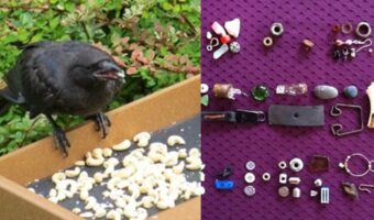 【おとぎ話のようなカラスの恩返し】「これ、お礼です」4年間エサを与え続けた少女に、カラスがステキな恩返し