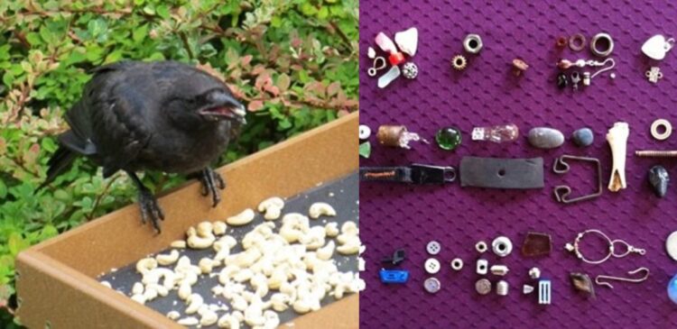 【おとぎ話のようなカラスの恩返し】「これ、お礼です」4年間エサを与え続けた少女に、カラスがステキな恩返し