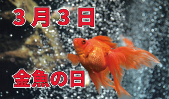 3月3日は「金魚の日」!?その由来はひな祭りにあるらしい・・