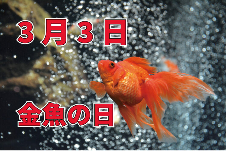 3月3日は「金魚の日」！？その由来はひな祭りにあるらしい・・