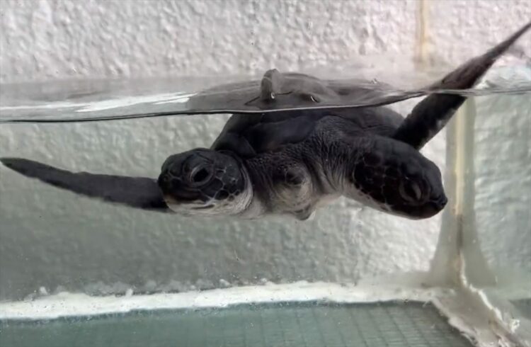 すくすく成長中！身体は1つで頭が2つの『双子の子ガメ』が話題に！「協調性でうまくバランスをとって生きていってほしい」