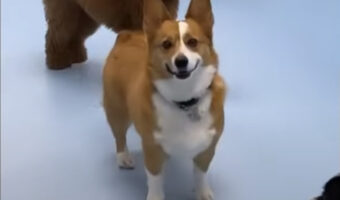 喜んでいるのがよく分かる!お迎えに来た飼い主さんに、愛犬はキラッキラに輝く視線を向けてくれています!!
