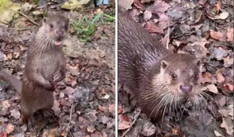 もしかして、このカワウソは飼育員さんの言葉を理解している??飼育員さんが名前を呼んで話しかてみると・・!!【海外・動画】
