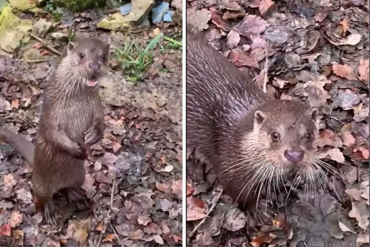 もしかして、このカワウソは飼育員さんの言葉を理解している？？飼育員さんが名前を呼んで話しかてみると・・！！【海外・動画】