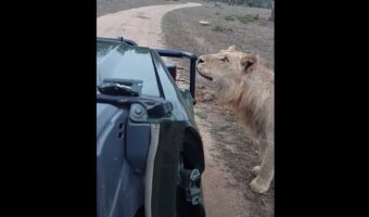 オスのライオンが至近距離まで接近してきた！？しばらく目を合わせた後、ライオンがとった行動とは？？【海外・動画】