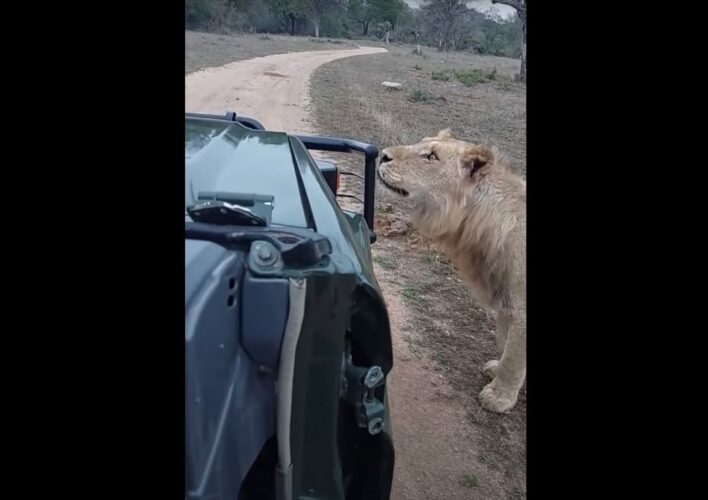 オスのライオンが至近距離まで接近してきた！？しばらく目を合わせた後、ライオンがとった行動とは？？【海外・動画】