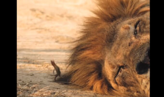 寝ているライオンのそばで意外な光景が！なんと、トカゲがライオンのたてがみの後ろでジャンプ！！いったいなぜ？？【海外・動画】