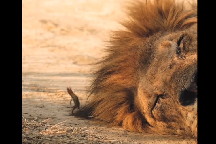 寝ているライオンのそばで意外な光景が！なんと、トカゲがライオンのたてがみの後ろでジャンプ！！いったいなぜ？？【海外・動画】