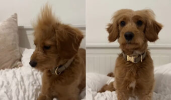 様々なヘアスタイルを披露してくれる愛犬。センター分けにモヒカン、オールバック等いろいろ見せてくれますが・・、この子のお気に入りはどれなんでしょうか??