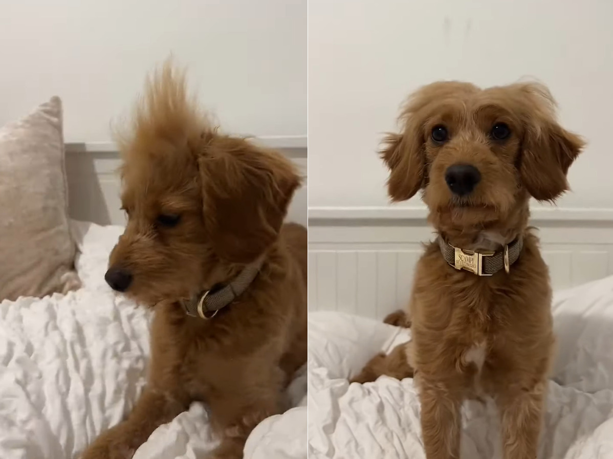 様々なヘアスタイルを披露してくれる愛犬。センター分けにモヒカン、オールバック等いろいろ見せてくれますが・・、この子のお気に入りはどれなんでしょうか？？