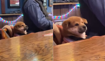 「マスター、いつものお願い」って言っていそう。子犬が座っているのは・・バーの一席です！！