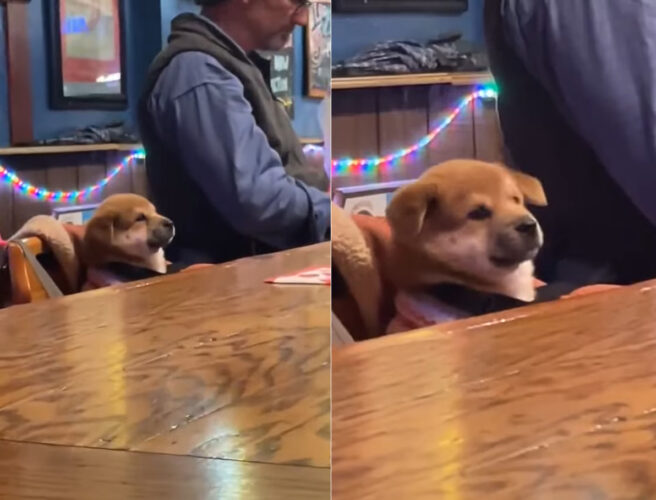 「マスター、いつものお願い」って言っていそう。子犬が座っているのは・・バーの一席です！！