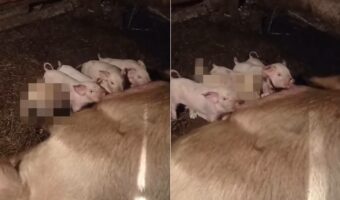 懸命にミルクを飲む5匹のブタの赤ちゃんたち・・と思ったら、一匹様子の違う子が！！