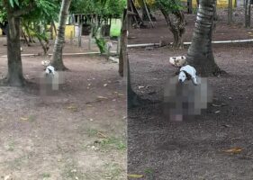 農場で一緒に暮らすブタと犬は大の仲良し！この日は仲良くお昼寝していましたが、犬の寝ているその場所は・・【海外・動画】