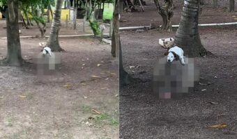 農場で一緒に暮らすブタと犬は大の仲良し!この日は仲良くお昼寝していましたが、犬の寝ているその場所は・・【海外・動画】