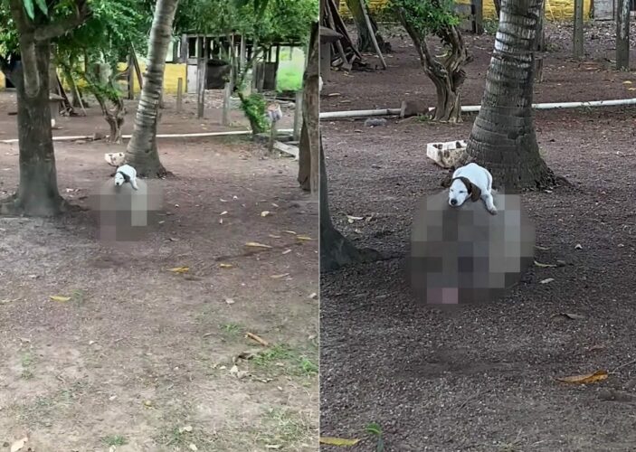 農場で一緒に暮らすブタと犬は大の仲良し！この日は仲良くお昼寝していましたが、犬の寝ているその場所は・・【海外・動画】