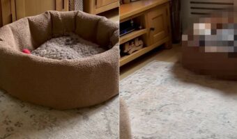 ひとりよりみんな一緒がいい？！愛犬たちが誰もベッドで寝てくれないと思ったら・・、ビックリな光景が！！【海外・動画】