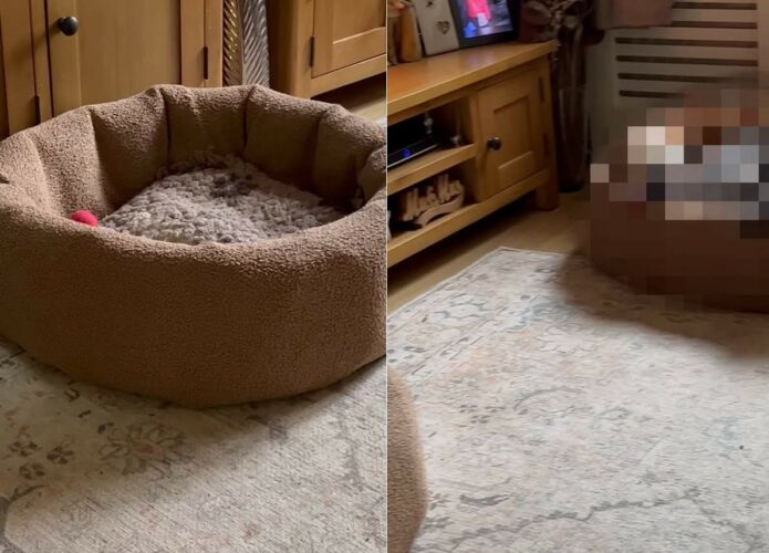 ひとりよりみんな一緒がいい？！愛犬たちが誰もベッドで寝てくれないと思ったら・・、ビックリな光景が！！【海外・動画】