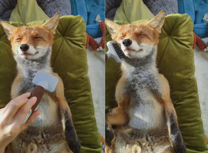 すっかり気を許してくれた？ブラッシングを受けながらすっかりリラックスしているのは保護されたキツネ
