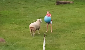 仲良く遊ぶヒツジと男の子。大きなボールで投げあいでもするのかと思ったら・・、予想外にアグレッシブな遊びをしていました！！【海外・動画】
