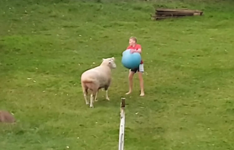 仲良く遊ぶヒツジと男の子。大きなボールで投げあいでもするのかと思ったら・・、予想外にアグレッシブな遊びをしていました！！【海外・動画】