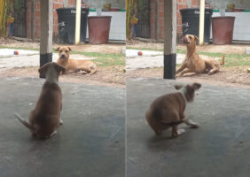 威勢よく吠える子犬。ところが体の大きな犬がすくっと立ち上がった瞬間、態度が一変し・・！！【海外・動画】