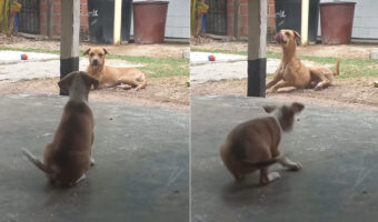 威勢よく吠える子犬。ところが体の大きな犬がすくっと立ち上がった瞬間、態度が一変し・・！！【海外・動画】