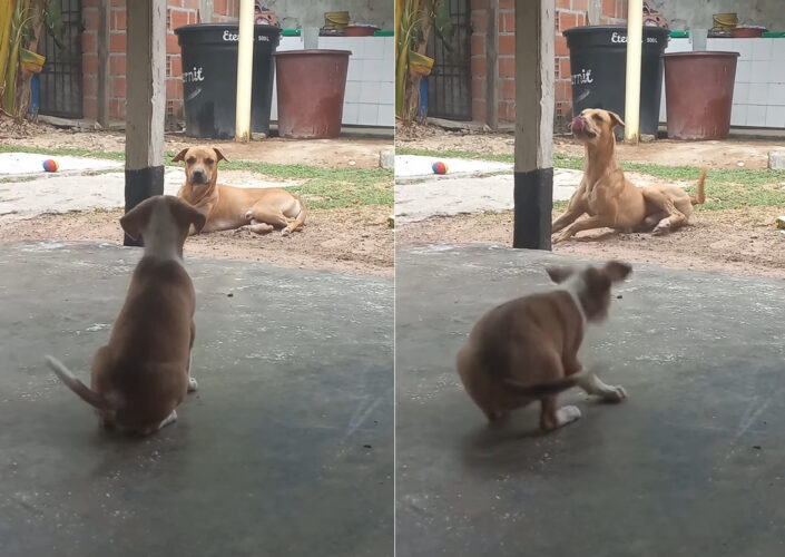 威勢よく吠える子犬。ところが体の大きな犬がすくっと立ち上がった瞬間、態度が一変し・・！！【海外・動画】