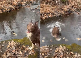 【驚愕】飼い主が投げたのは小石なのに・・。愛犬が拾い上げたのは「とんでもない大物」だった！？！？【アメリカ・動画】