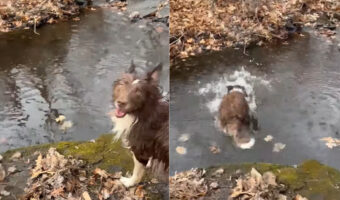 【驚愕】飼い主が投げたのは小石なのに…愛犬が拾い上げた「とんでもない大物」にびっくり!!【アメリカ・動画】