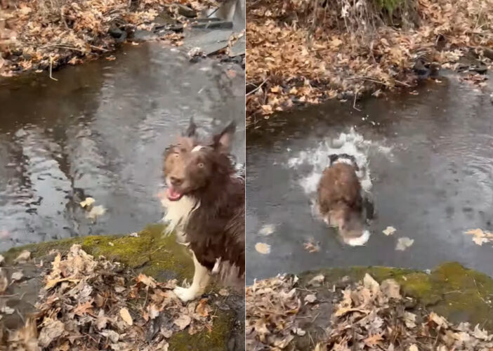 【驚愕】飼い主が投げたのは小石なのに…愛犬が拾い上げた「とんでもない大物」にびっくり！！【アメリカ・動画】