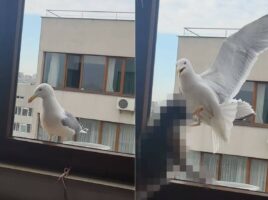 カモメが窓の外にやって来たと思ったら、慌てた様子で逃げちゃった・・。その理由とは！？