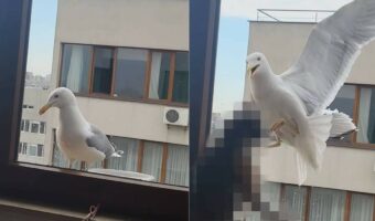 カモメが窓の外にやって来たと思ったら、慌てた様子で逃げちゃった・・。その理由とは！？