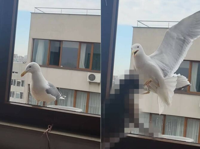 カモメが窓の外にやって来たと思ったら、慌てた様子で逃げちゃった・・。その理由とは！？