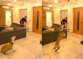 スタイル抜群のウィペットは運動能力もスゴい！その場から助走なしでジャンプした結果・・！！【海外・動画】