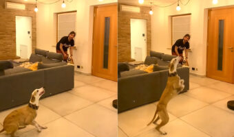スタイル抜群のウィペットは運動能力もスゴい!その場から助走なしでジャンプした結果・・!!【海外・動画】