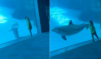 幼い女の子がイルカと仲良くかけっこ!水族館で出会ったふたりの姿がとても微笑ましい