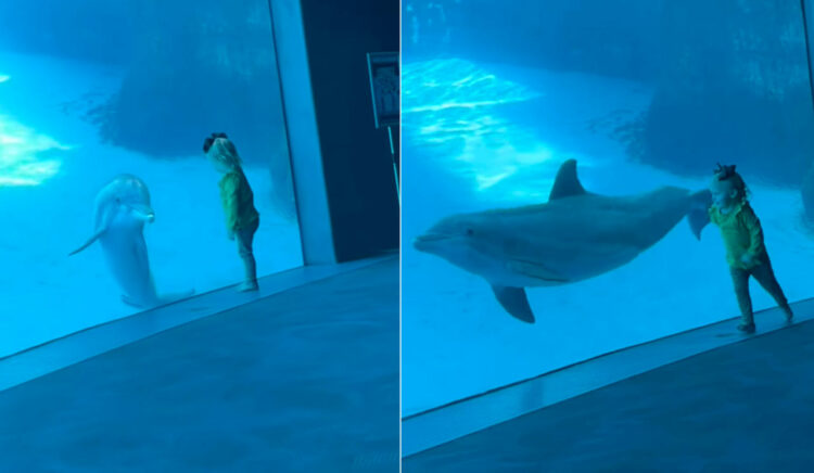 幼い女の子がイルカと仲良くかけっこ！水族館で出会ったふたりの姿がとても微笑ましい