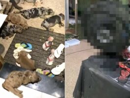 子犬たちはみんな涼しい場所を知っている？玄関先に転がって寝ているアメリカンブリーの子犬たち。そこには暑さをしのぐ『ある家電』が！！