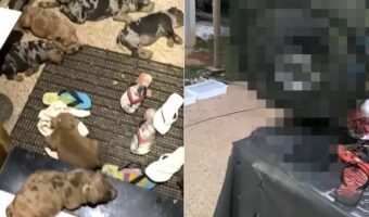 子犬たちはみんな涼しい場所を知っている?玄関先に転がって寝ているアメリカンブリーの子犬たち。そこには暑さをしのぐ『ある家電』が!!