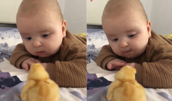 赤ちゃんにヒヨコと会わせてあげたらじっと動かずにいたヒヨコがほっこりする行動に!!【海外・動画】