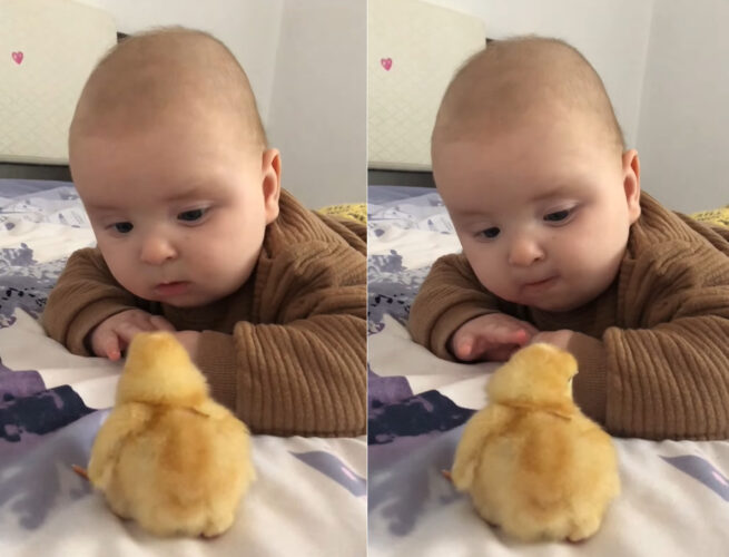 赤ちゃんにヒヨコと会わせてあげたらじっと動かずにいたヒヨコがほっこりする行動に！！【海外・動画】