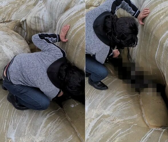 海岸の岩の隙間を覗き込む男性。そこにはまさに今助けが必要な『ある生き物』ががいました！！