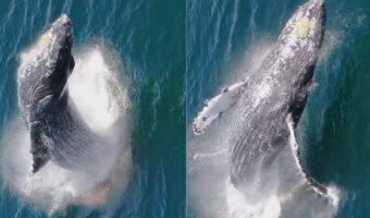 ブリーチングと呼ばれるジャンプを見せたクジラ。その姿を上空から捉えた映像が大迫力!!【海外・動画】