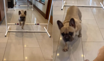 よ〜いドンでハードル走をスタートしたフレンチブルドッグたち。お家の中のコースを先に走り切るのはどっちだ！！