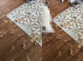 あたり一面の床に散らばるゴミ。一体何事かと思えば・・、そこに犯人たちがご機嫌そうにしながらやって来た！！