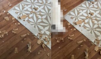 あたり一面の床に散らばるゴミ。一体何事かと思えば・・、そこに犯人たちがご機嫌そうにしながらやって来た!!